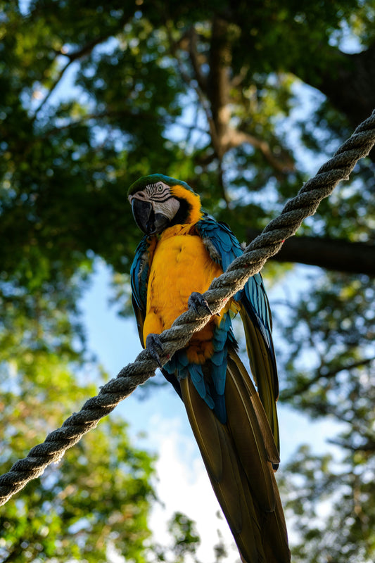 The Natural Wonders of Guadeloupe: A Journey Through its Fauna and Flora