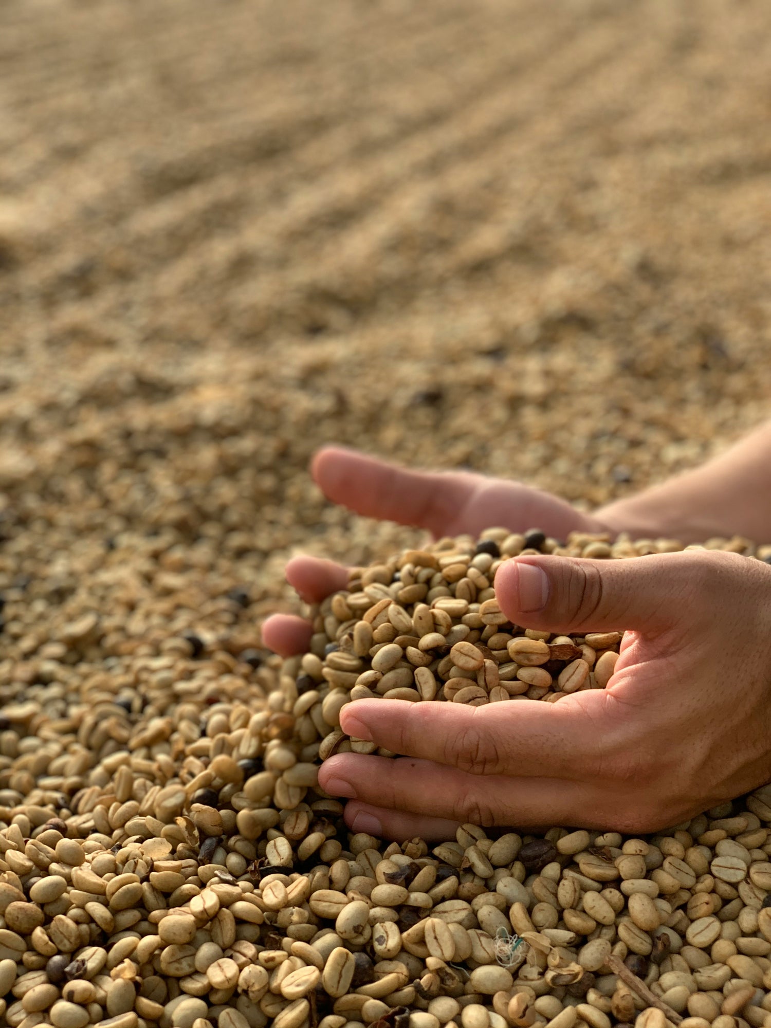 Coffee Beans